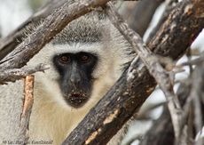 Grüne Meerkatzen (55 von 67).jpg